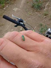 Chrysophana placida