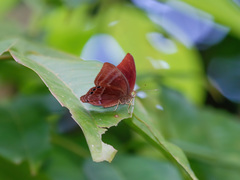Abisara saturata