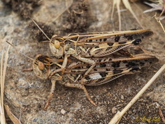 Dociostaurus maroccanus