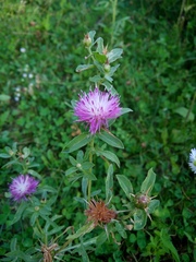 Centaurea iberica