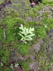 Selaginella delicatula