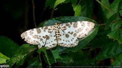 Percnia