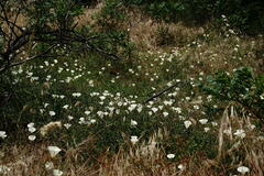Convolvulus scammonia