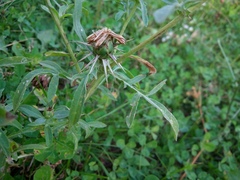 Centaurea iberica