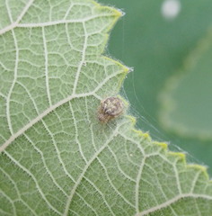 Neoscona nautica
