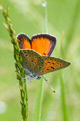 Lycaena candens