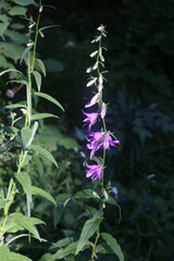Campanula rapunculoides