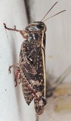 Calliptamus italicus