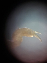 Ammothea hilgendorfi