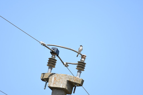 Lesser Grey Shrike