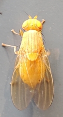 Diptera