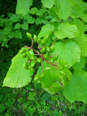 Viburnum