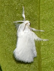 Zygaenoidea