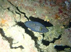 Calloplesiops altivelis