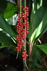 Calyptrocalyx hollrungii