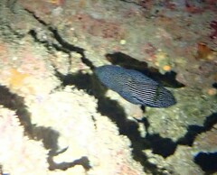 Calloplesiops altivelis