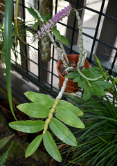 Dendrobium secundum