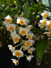 Dendrobium farmeri