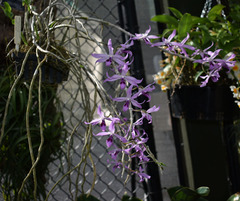 Dendrobium anosmum
