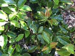 Ilex pedunculosa