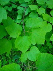 Viburnum