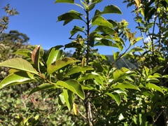 Ilex pedunculosa