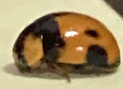 Brachiacantha tau