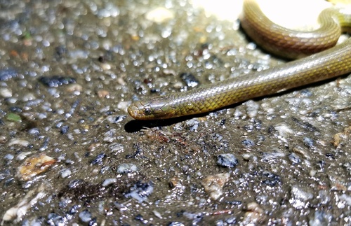 Photo of a Lined smithophis (Smithophis linearis)