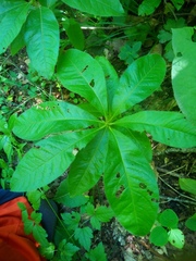 Rhododendron luteum