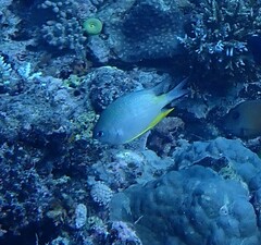 Amblyglyphidodon orbicularis