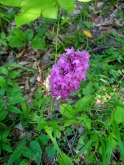 Anacamptis pyramidalis