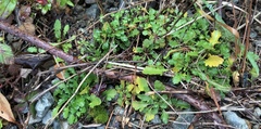 Rorippa divaricata