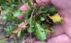 Rorippa divaricata