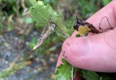 Rorippa divaricata