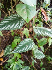 Cissus discolor