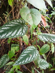 Cissus discolor