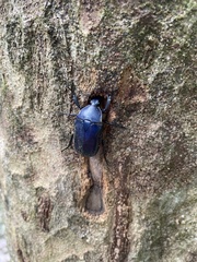 Trigonophorus rothschildi