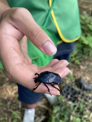 Trigonophorus rothschildi