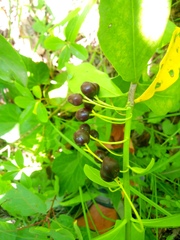 Daphne pontica