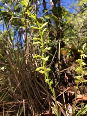 Platanthera minor