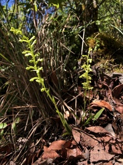 Platanthera minor