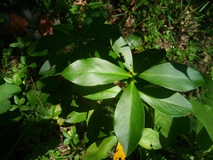 Daphne pontica