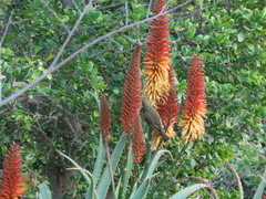 Aloe arborescens × ferox