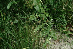 Carex stenophylla