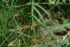 Carex stenophylla