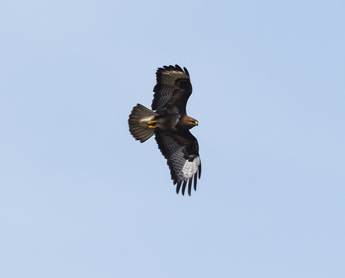 Buteo buteo