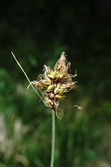 Carex stenophylla