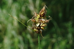 Carex stenophylla