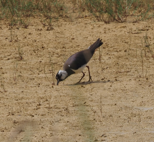 Vanellus vanellus