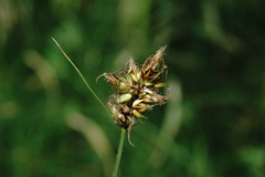 Carex stenophylla